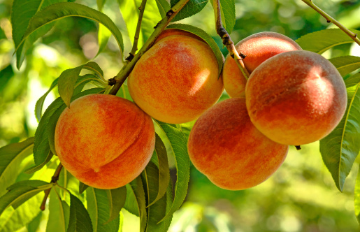 peaches list of carbohydrates