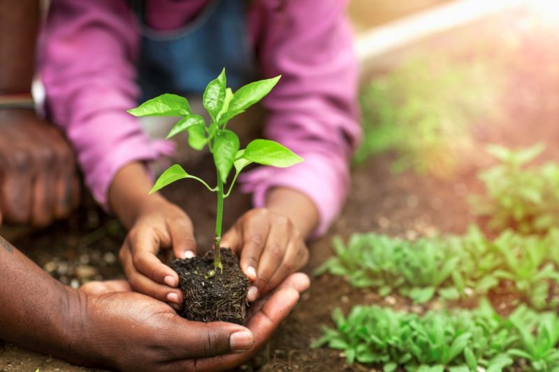 Father and daughter hands holding small seedling while home gardening